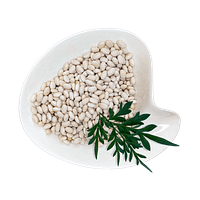 Haricot beans Haricot Beans