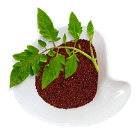 Quinoa Seeds Red Quinoa Red