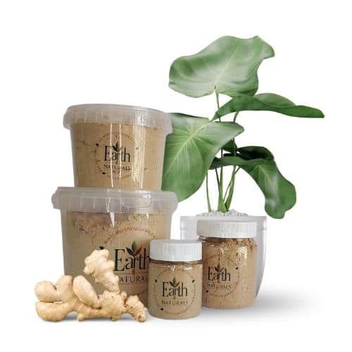 Ginger Packed Ginger