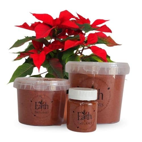 Paprika Packed Paprika