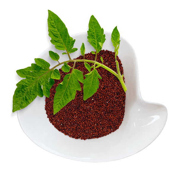 Quinoa Seeds Red Quinoa Red