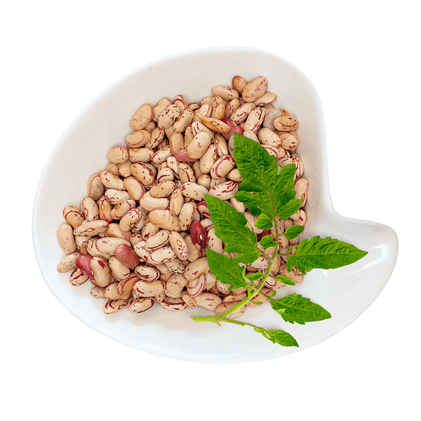 Sugar Beans Sugar Beans