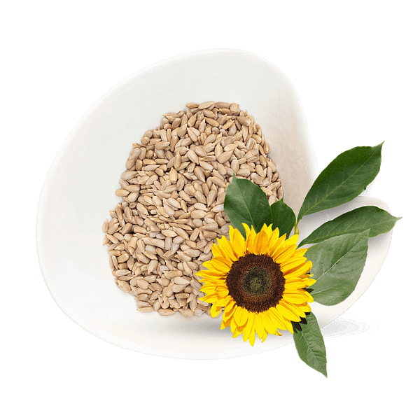 Sunflower seeds Sunflower Seeds
